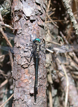 Treetop Emerald Treetop Emerald